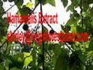 Hamamelis Extract (Shirley At Virginforestplant Dot Com) 